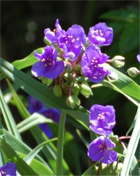 Photo d'�ph�m�re - Tradescantia x andersonia