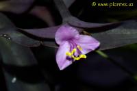 Photo de mis�re pourpre - Tradescantia pallida