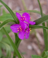 Photo d'�ph�m�re de Virginie - Tradescantia virginiana