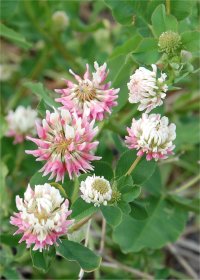 Photo de tr�fle b�tard - Trifolium hybridum