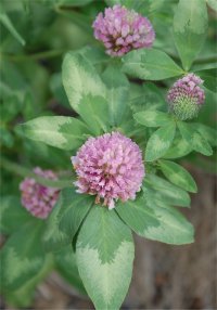 Photo de tr�fle rouge - Trifolium pratense