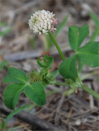 Photo de tr�fle rampant - Trifolium repens