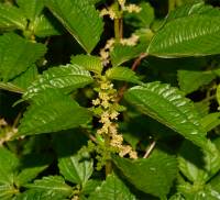 Photo d'ortie �lev�e - Urtica procera