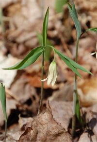 Photo d'uvulaire � feuilles sessiles - Uvularia sessilifolia
