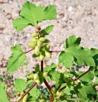 Photo de Lampourde de Chine - Xanthium chinense