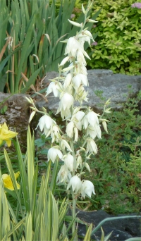 Photo de Yucca filamenteux - Yucca filamentosa