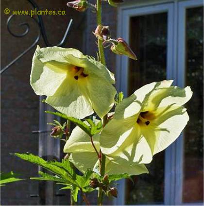 Seeds Of Aibika, Hibiscus Manihot, Abelmoschus