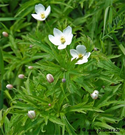 Photo d'Anémone du Canada - Anemone canadensis