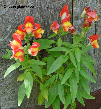 Photo de Muflier � grandes fleurs - Antirrhinum majus