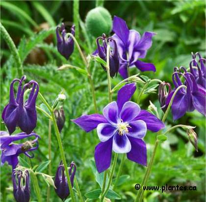 Photo d'ancolie commune - Aquilegia vulgaris