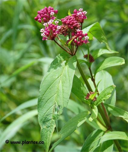 Photo d'Ascl�piade incarnate - Asclepias incarnata