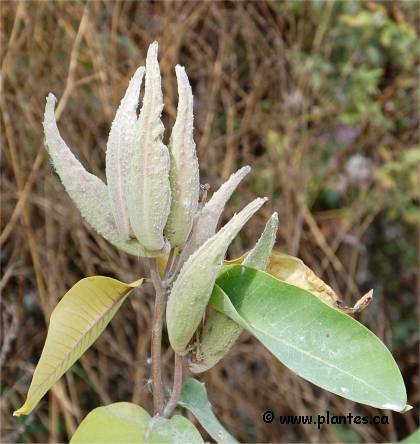 Photo des fruits d'Asclépiade commune - Asclepias syriaca