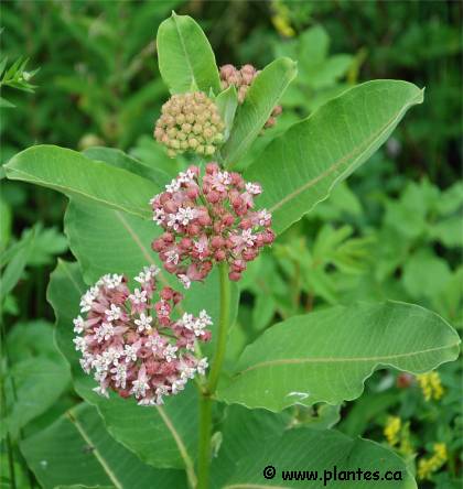 Photo d'Asclépiade commune - Asclepias syriaca