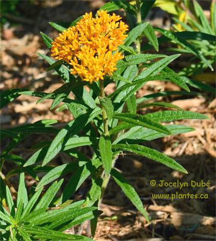 Photo d'Ascl�piade tub�reuse - Asclepias tuberosa