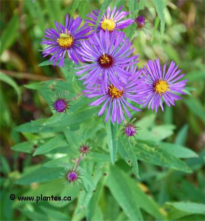 Photo d'Aster de Nouvelle-Angleterre - Aster novae-angliae
