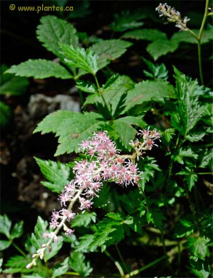 Photo d'Astilbe à feuilles simples - Astilbe simplicifolia