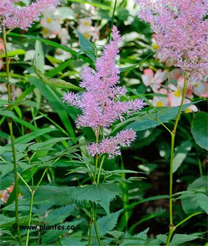 Photo d'Astilbe hybride - Astilbe x arendsii
