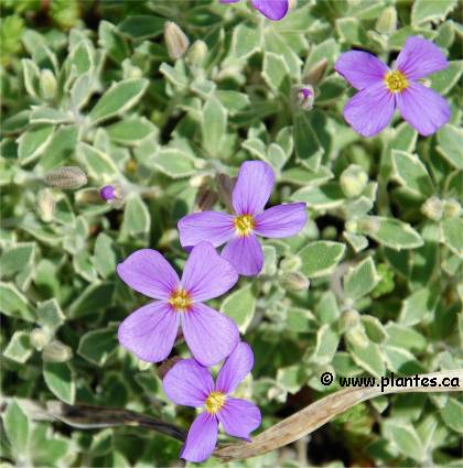 Photo d'Aubri�te delto�de - Aubrieta deltoidea