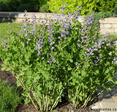 Photo de Faux indigotier - Baptisia australis