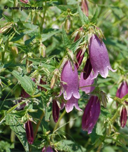 Photo de Campanule Burghaltii - Campanula x 'Burghaltii'
