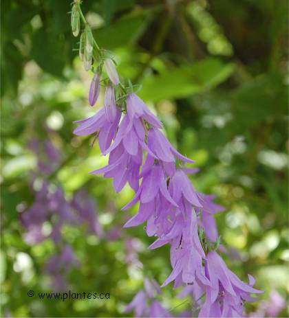 Photo de Campanule fausse-raiponce - Campanula rapunculoides
