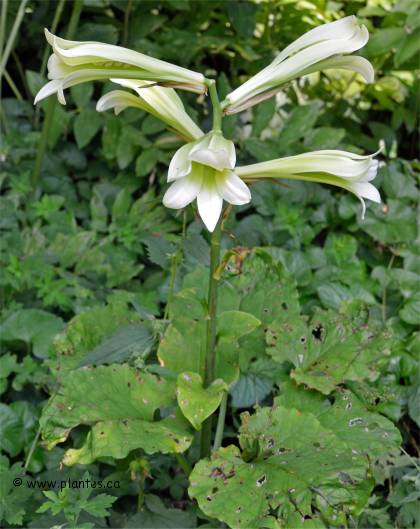 Photo de Lis g�ant de l'Himalaya - Cardiocrinum giganteum