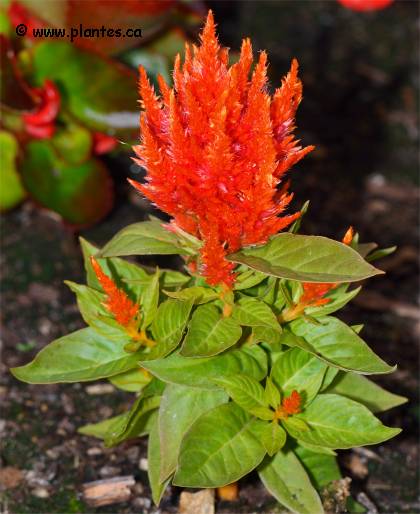 Photo de c�losie plumeuse - Celosia argentea plumosa