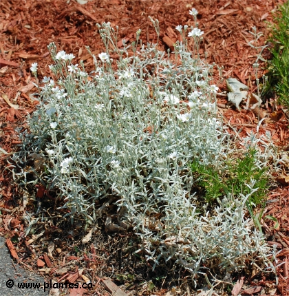 Photo de C�raiste tomenteux - Cerastium tomentosum