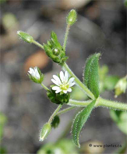 Photo de Céraiste vulgaire - Cerastium vulgatum