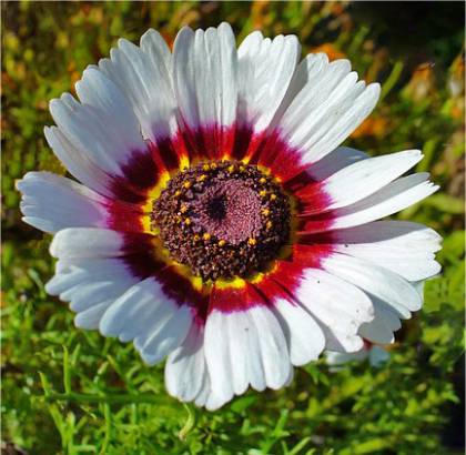 Photo de Chrysanthème à carène - Chrysanthemum carinatum