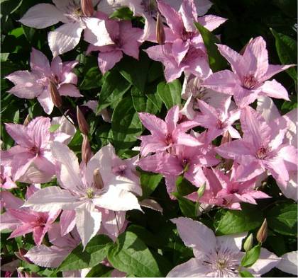 Photo de Cl�matite jackmanii - Clematis Hagley Hybrid