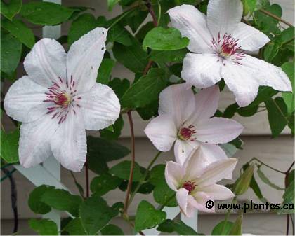 Photo de Clématite 'John Paul 2' - Clematis 'John Paul II'