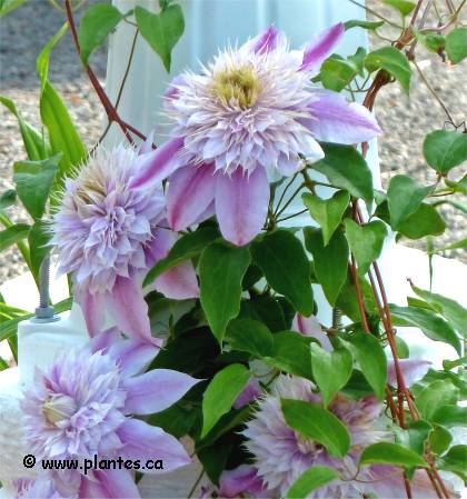 Photo de Clématite Joséphine - Clematis 'Josephine'