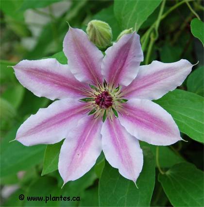 Photo de fleur de clématite - Clematis 'Nelly Moser'