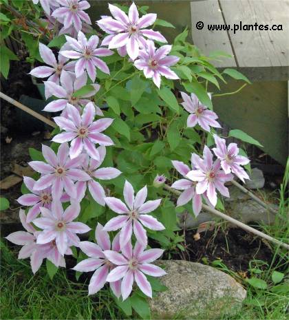 Photo de Clématite 'Nelly moser' - Clematis 'Nelly Moser'