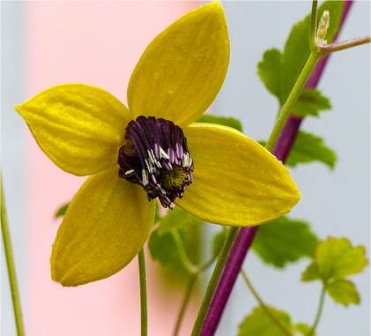 Photo de Clématite tangutica - Clematis tangutica