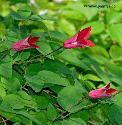Photo de Clématite texensis - Clematis texensis 'Gravetye beauty'