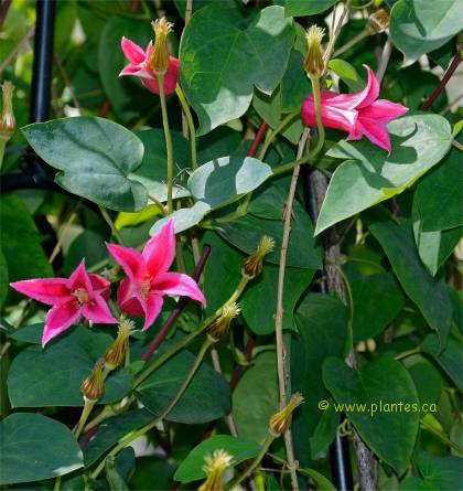 Photo de Clématite texensis - Clematis texensis 'Princess Diana'