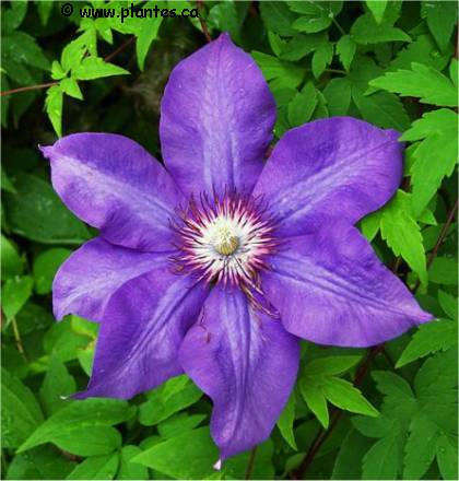 Photo de Clématite The president - Clematis 'The president'