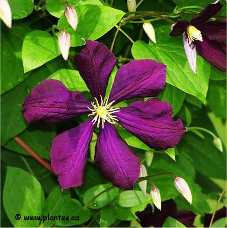 Photo de Clématite italienne - Clematis viticella