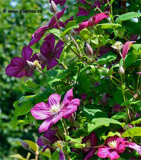 Photo de Clématite Ville de Lyon - Clematis 'Ville de Lyon'