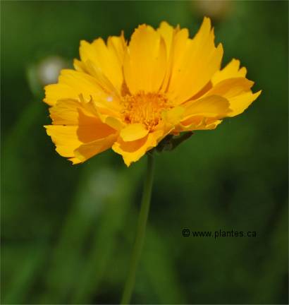 Photo d'une fleur de Coréopsis à grande fleurs