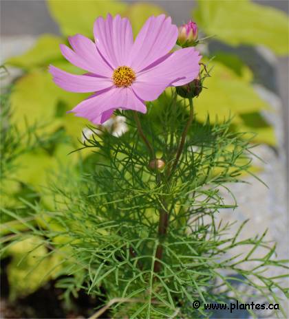 Photo de Cosmos bipenné - Cosmos bipinnatus