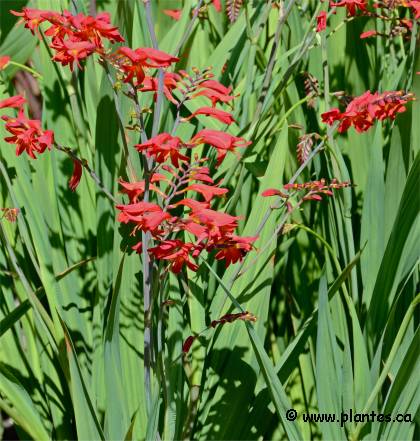 Photo de Montbrétia - Crocosmia x crocosmiiflora