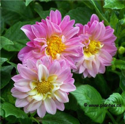 Photo de Dahlia figaro - Dahlia x Figaro