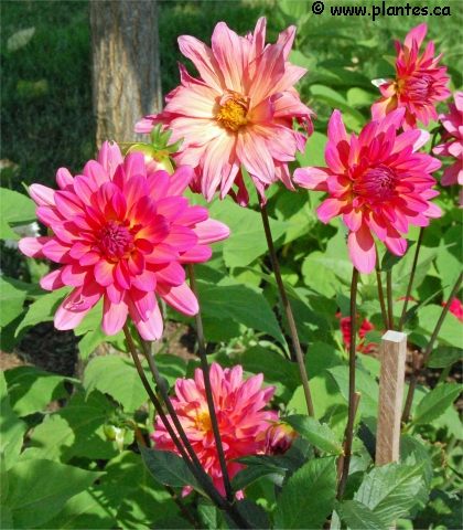 Photo de Dahlia géant - Dahlia x hybrida