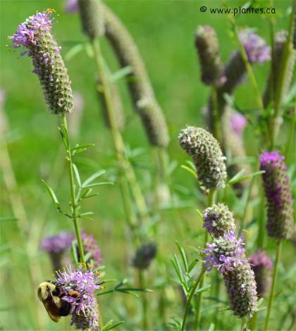 Photo de Dal�e violette - Dalea purpurea