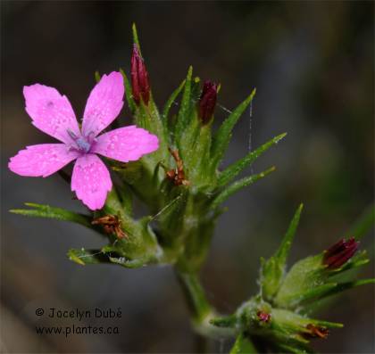 Photo d'Oeillet arm�ria - Dianthus armeria