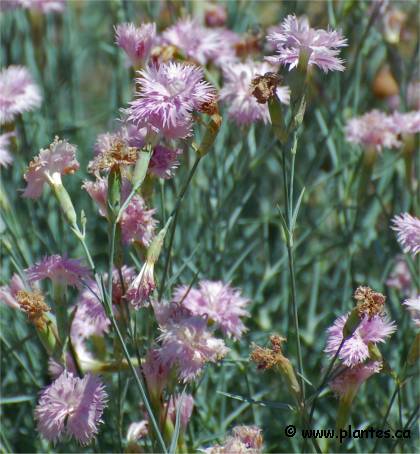 Photo d'oeillet mignardise - Dianthus plumarius