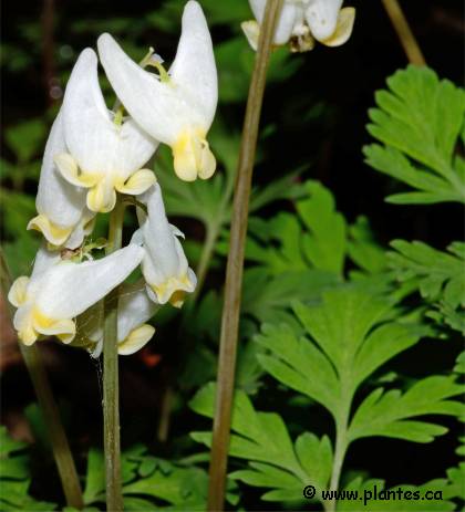 Photo de dicentre à capuchon - Dicentra cucullaria